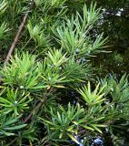 genus Podocarpus. Верхушка ветви с фруктификациями. Абхазия, г. Сухум, Сухумский ботанический сад. 25.09.2022.