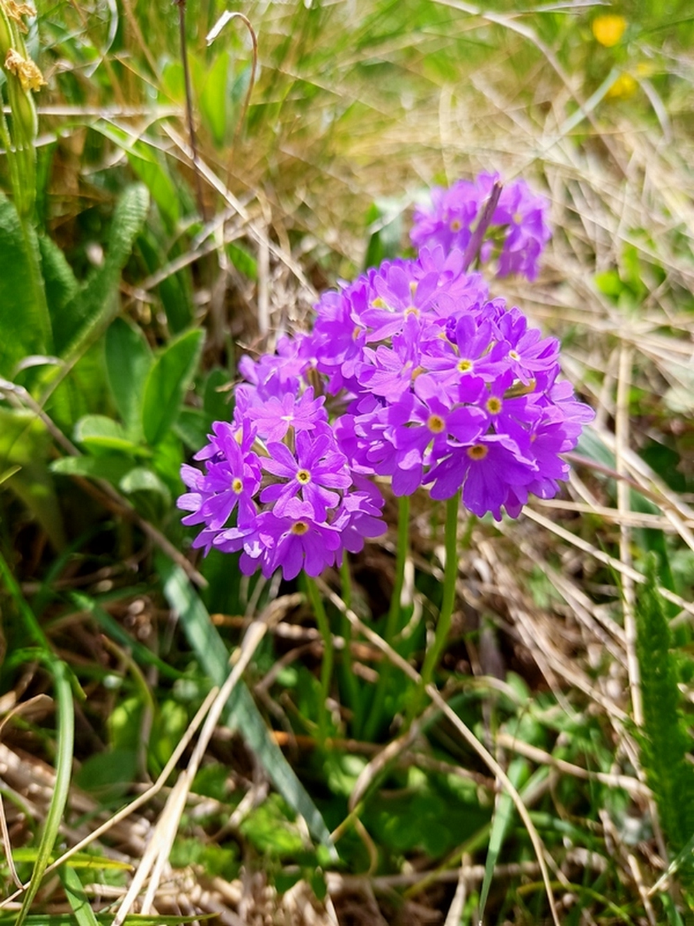 Image of Primula algida specimen.