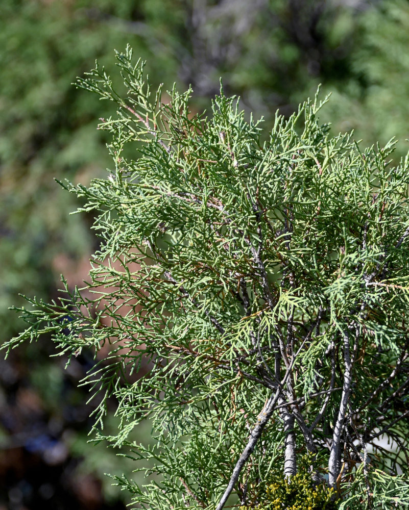 Изображение особи род Juniperus.