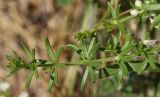 Galium humifusum. Верхушка вегетативного побега. Белгородская обл., окр. пос. Борисовка, остепнённый луг на склоне под дендрарием заповедника. 03.07.2010.