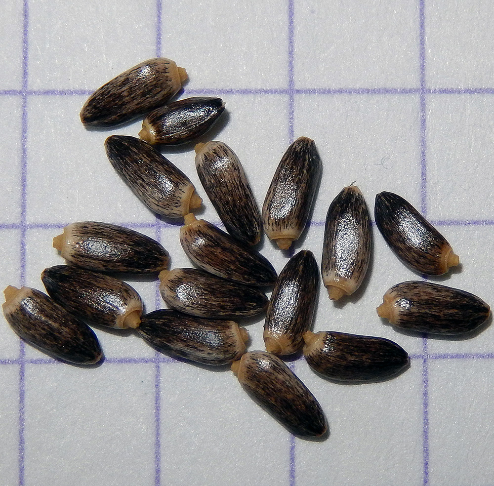 Image of Cirsium serrulatum specimen.