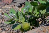 Calotropis procera. Верхушки побегов с соцветиями и плодами. Египет, мухафаза Асуан, о-в Агилика, каменистый пляж. 03.05.2023.