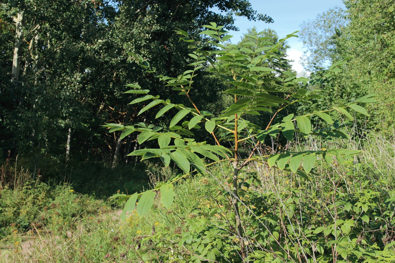 Image of Juglans mandshurica specimen.