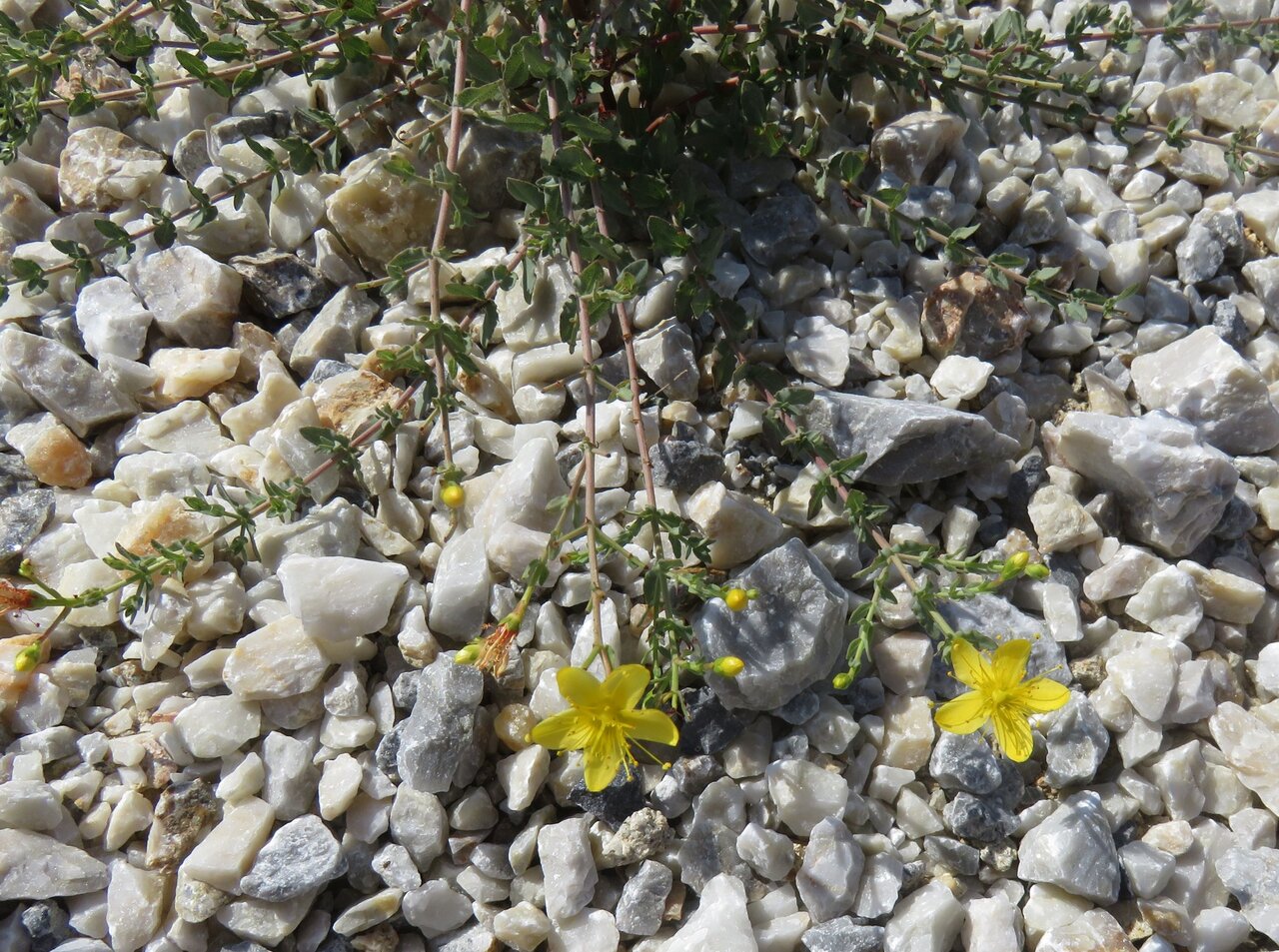 Image of Hypericum triquetrifolium specimen.