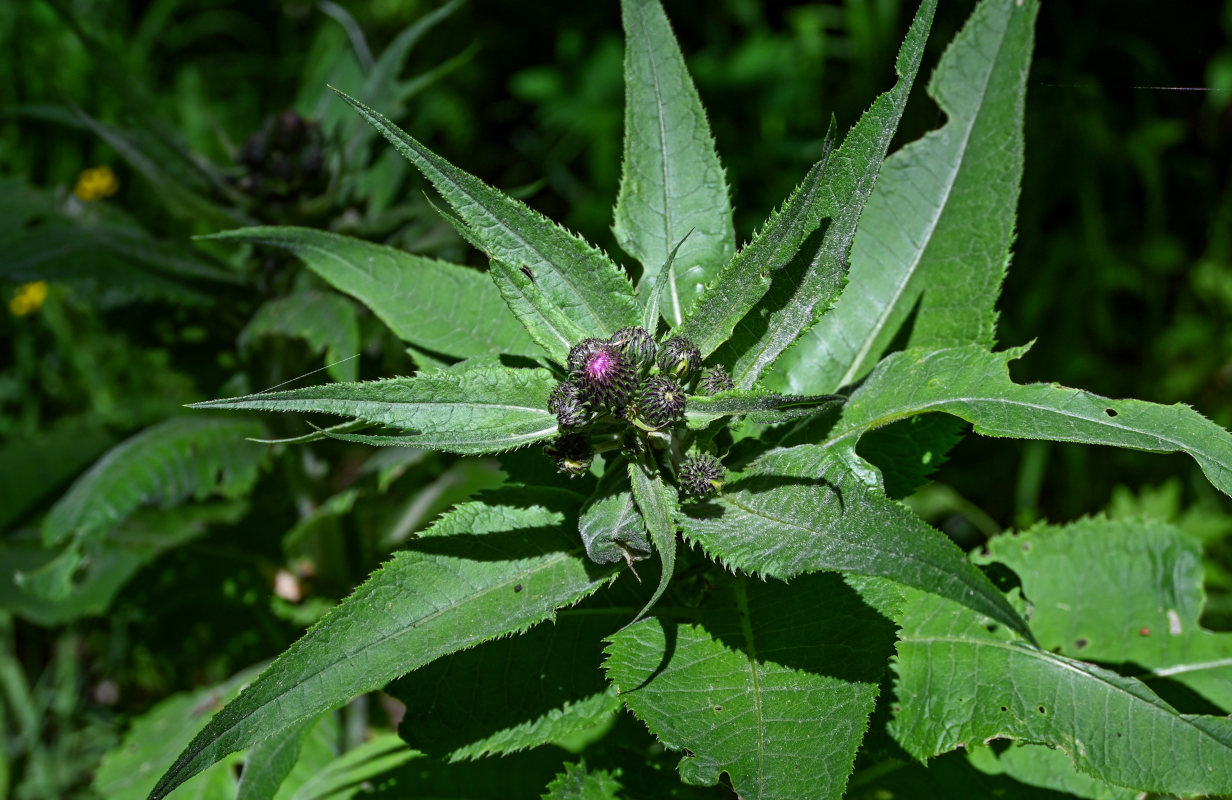 Image of Cirsium helenioides specimen.