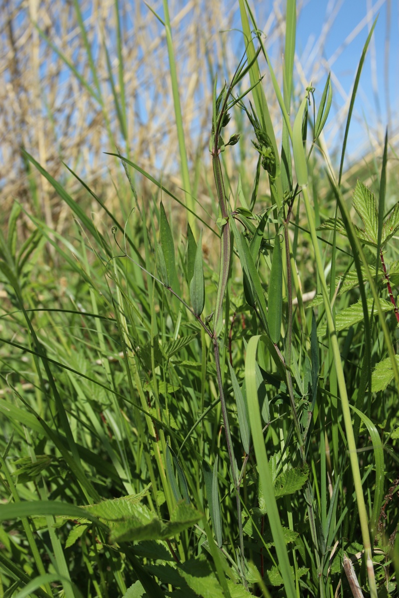 Image of Lathyrus palustris specimen.