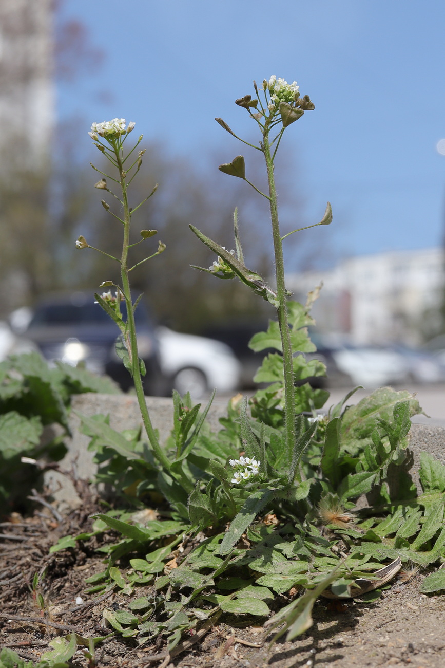 Image of Capsella bursa-pastoris specimen.