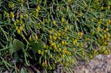 genus Ephedra. Побеги с макростробилами. Киргизия, Ошская обл., Памир, Заалайский хр., долина р. Ачик-Таш, ≈ 3600 м н.у.м., каменистый склон. 08.07.2022.