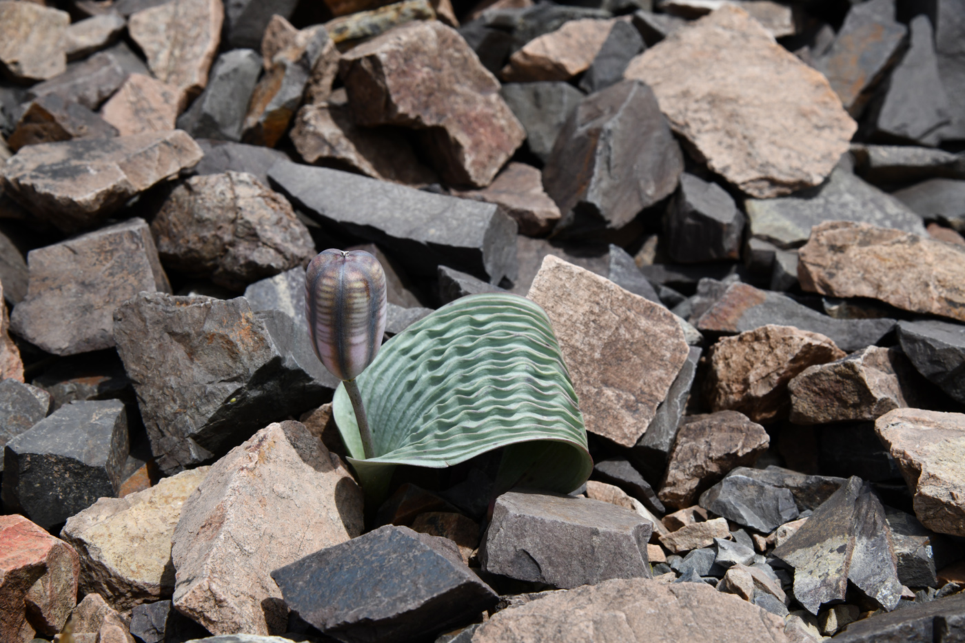 Image of Tulipa regelii specimen.