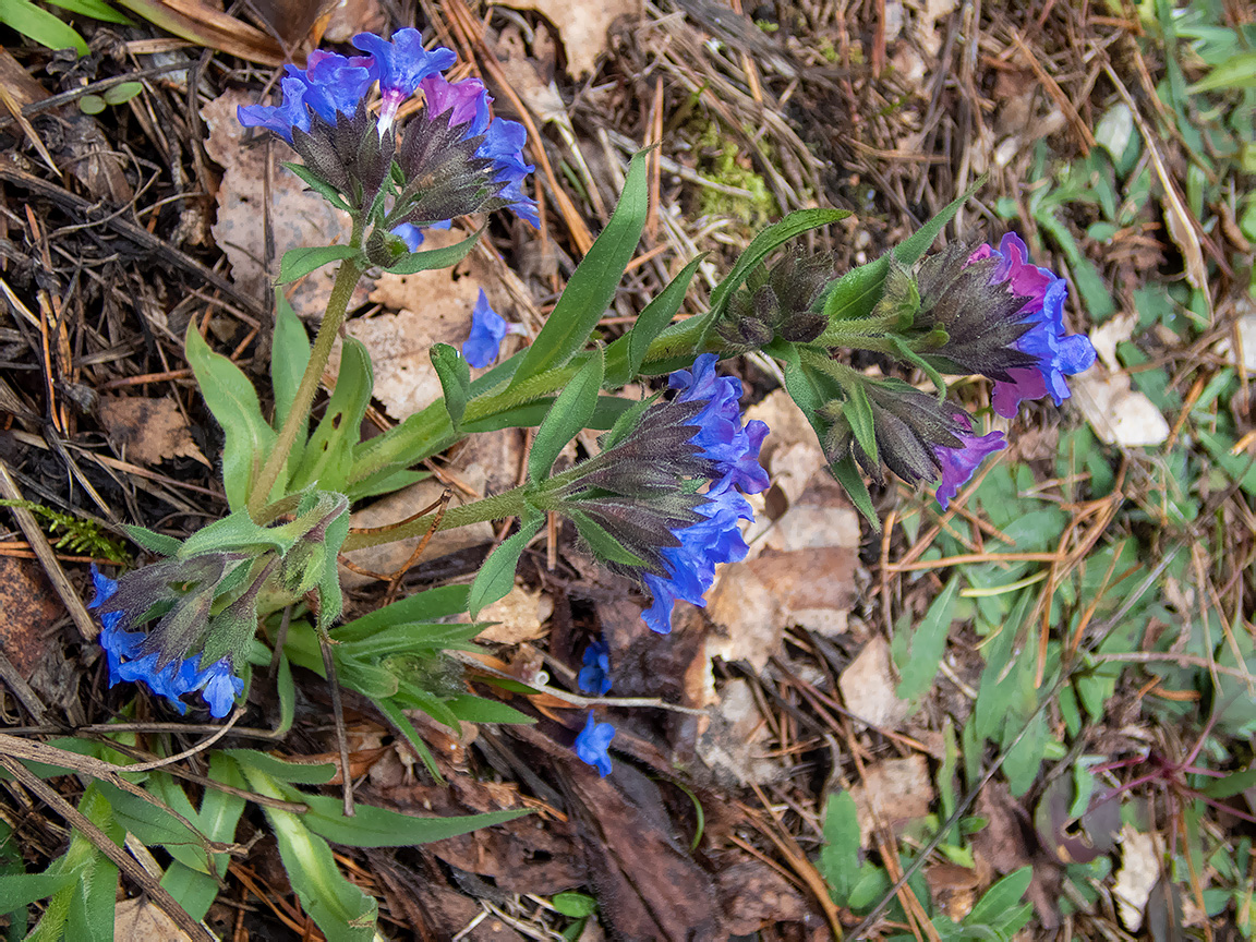 Image of Pulmonaria angustifolia specimen.