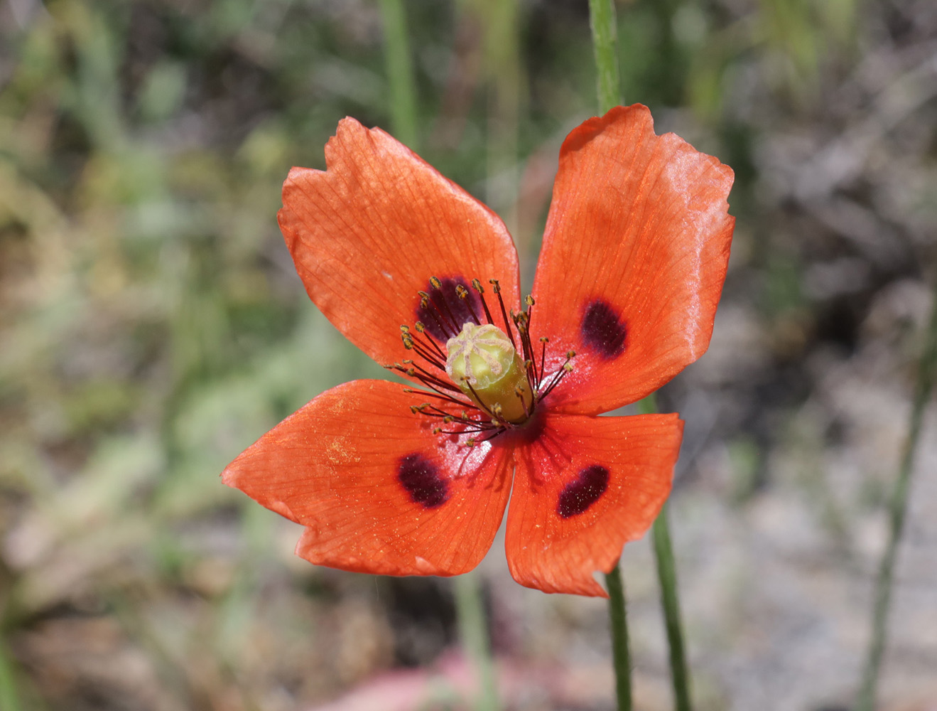 Изображение особи Papaver litwinowii.