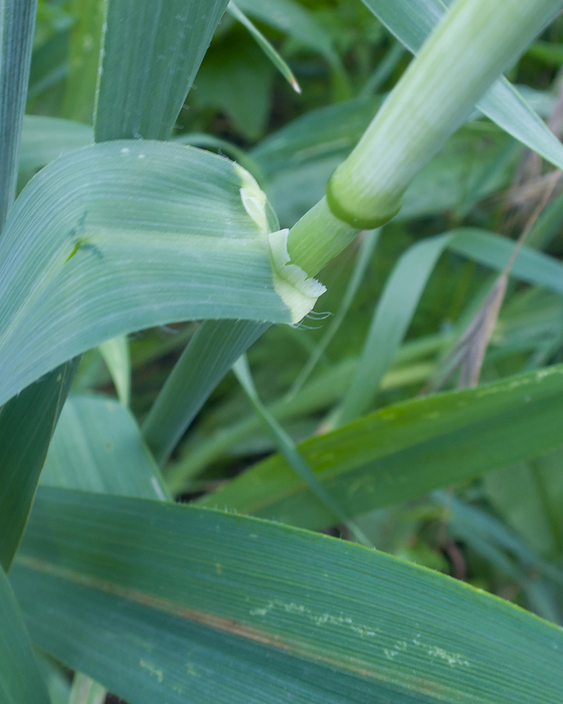 Image of Avena sativa specimen.