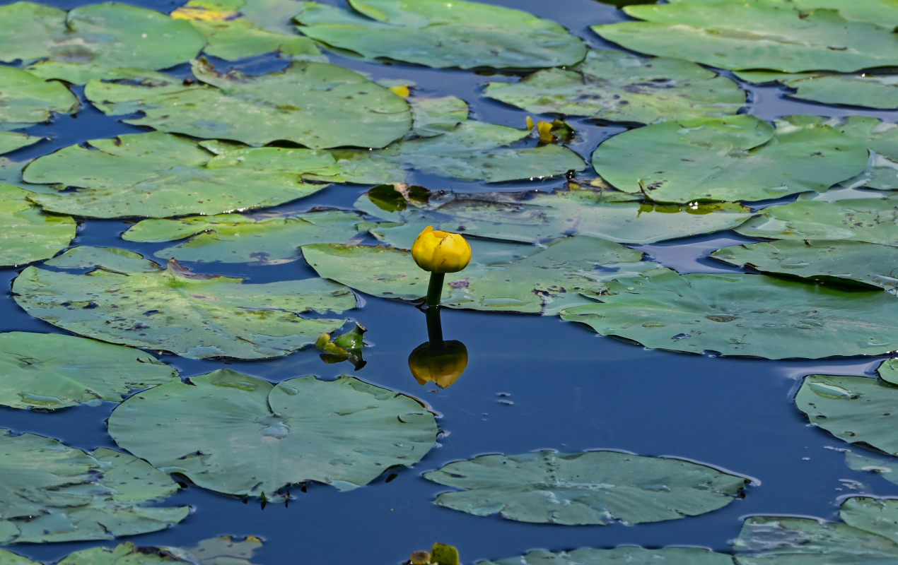 Изображение особи Nuphar lutea.