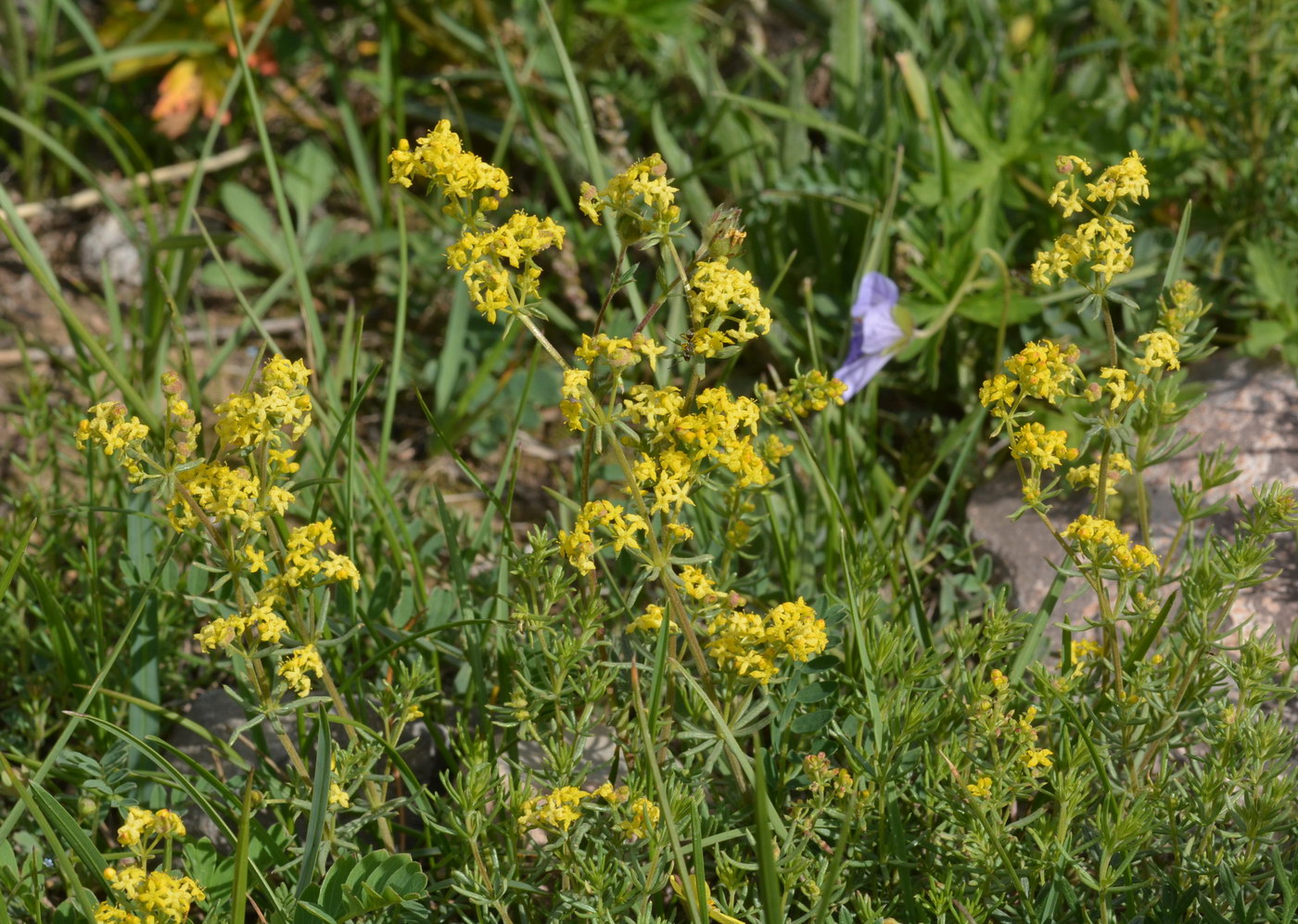 Изображение особи Galium verum.