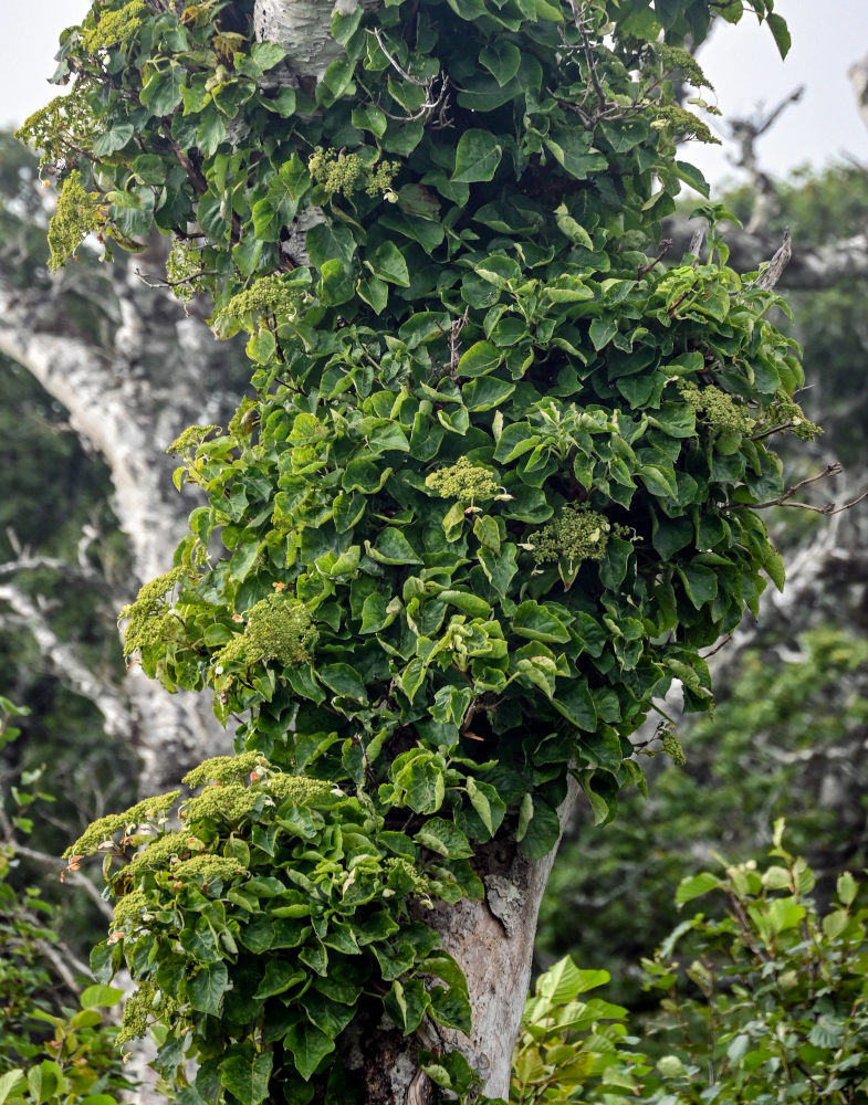 Image of Hydrangea petiolaris specimen.