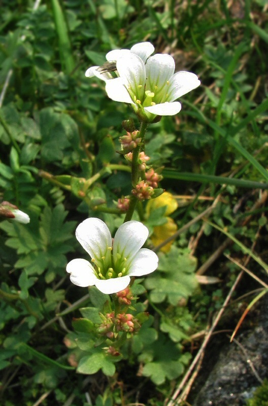 Image of Saxifraga cernua specimen.