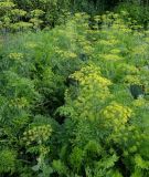 Anethum graveolens. Цветущие растения на грядке вместе с Daucus sativus. Московская обл., окр. г. Электрогорск, дачный участок, в культуре. 10.08.2024.