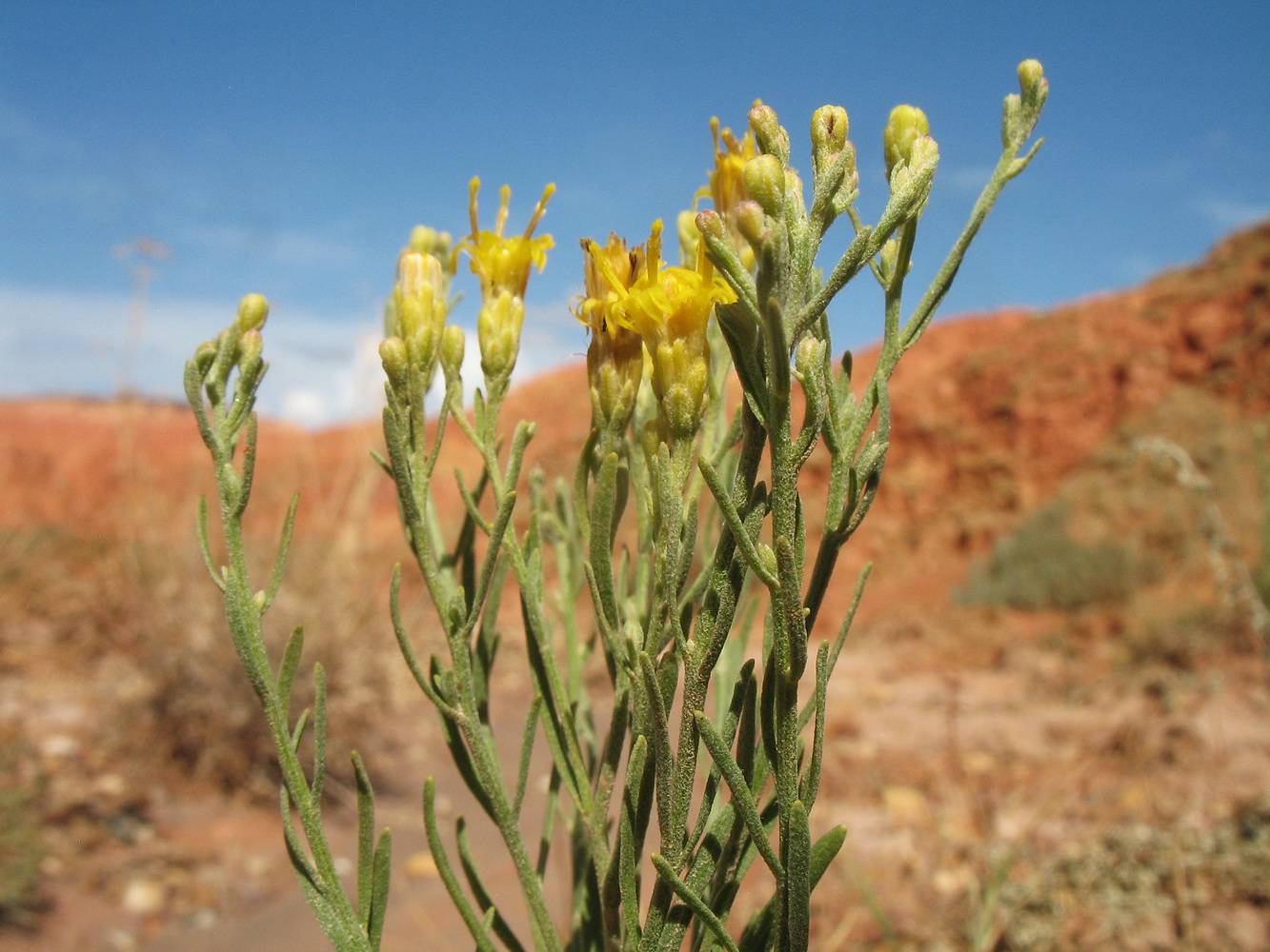 Image of Galatella tatarica specimen.