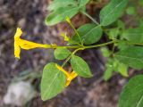 genus Jasminum. Верхушка веточки с цветком, бутоном, опавшим цветком и опустевшими чашечками. Крым, Южный Берег, подножие горы Аю-Даг, окр. ПГТ Партенит, парк. 24.05.2024.