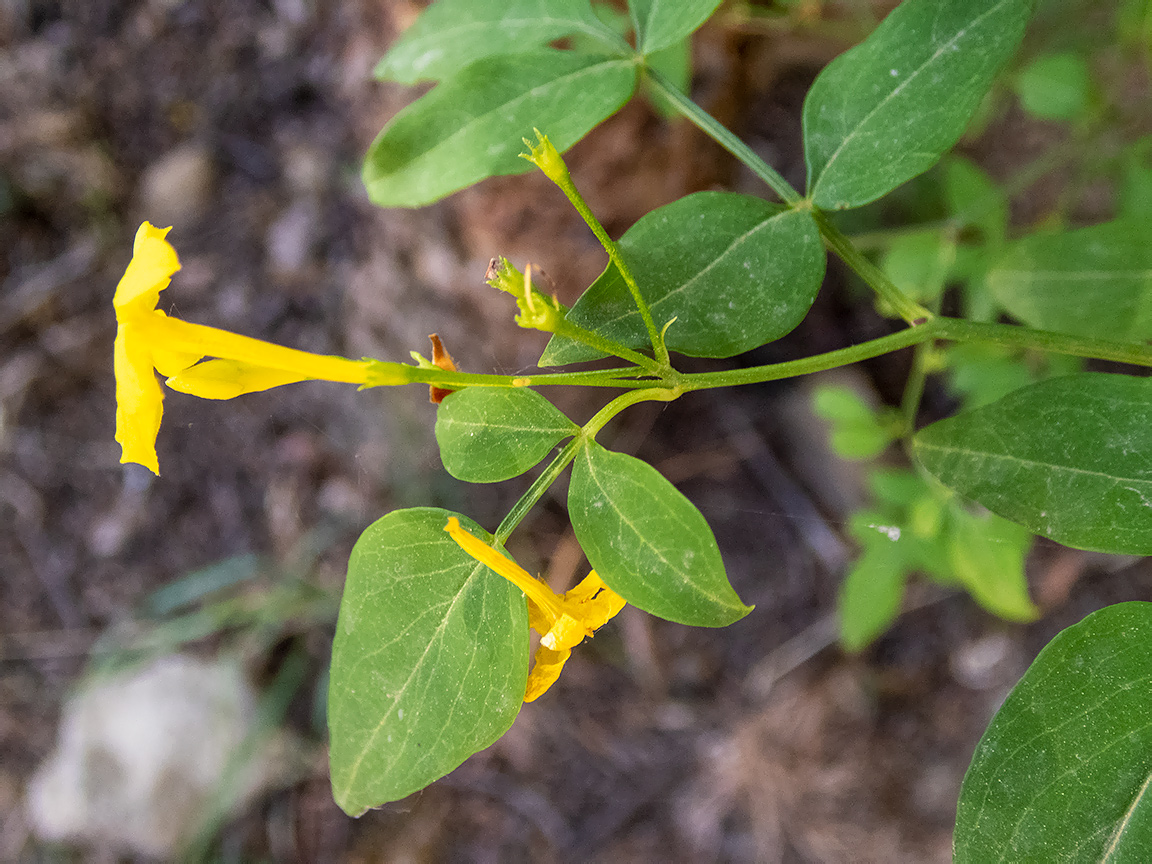 Изображение особи род Jasminum.