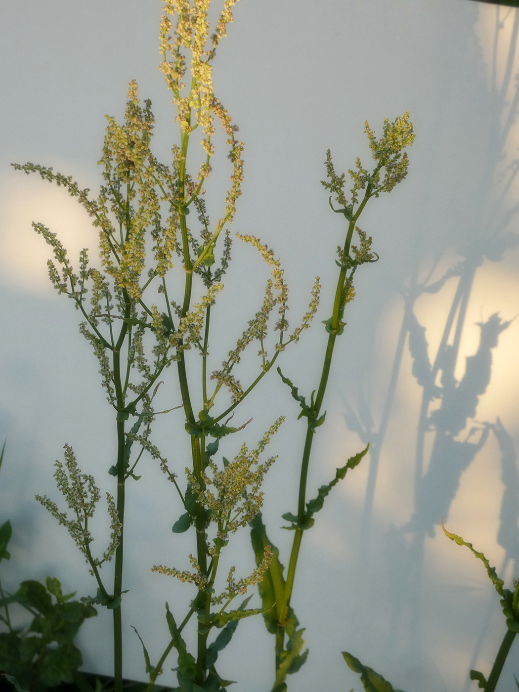 Image of genus Rumex specimen.