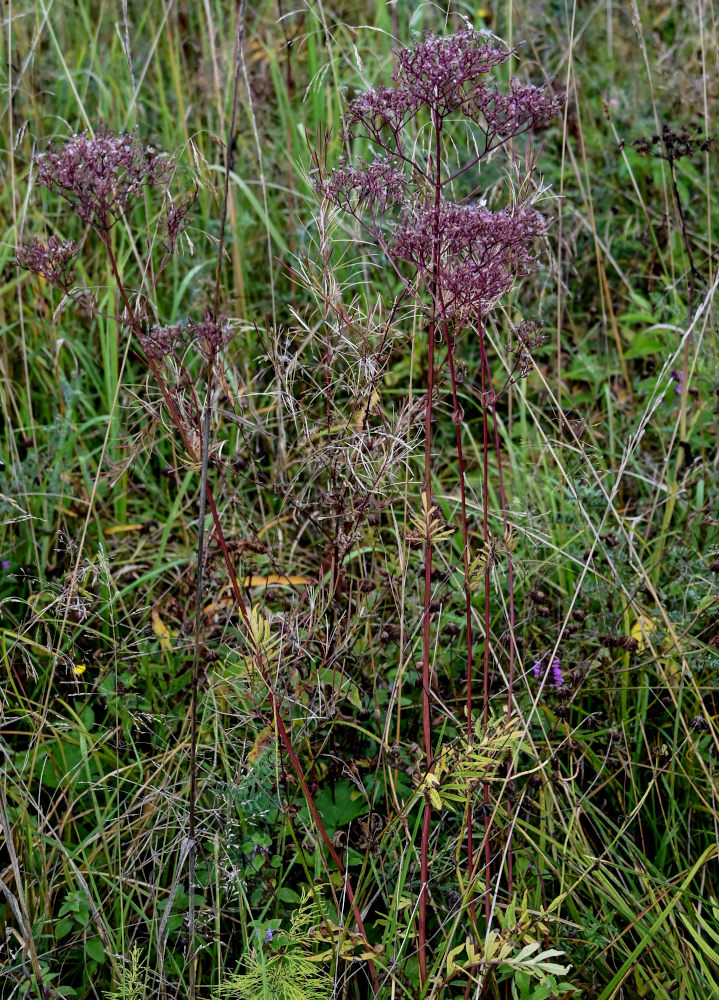 Изображение особи Valeriana officinalis.