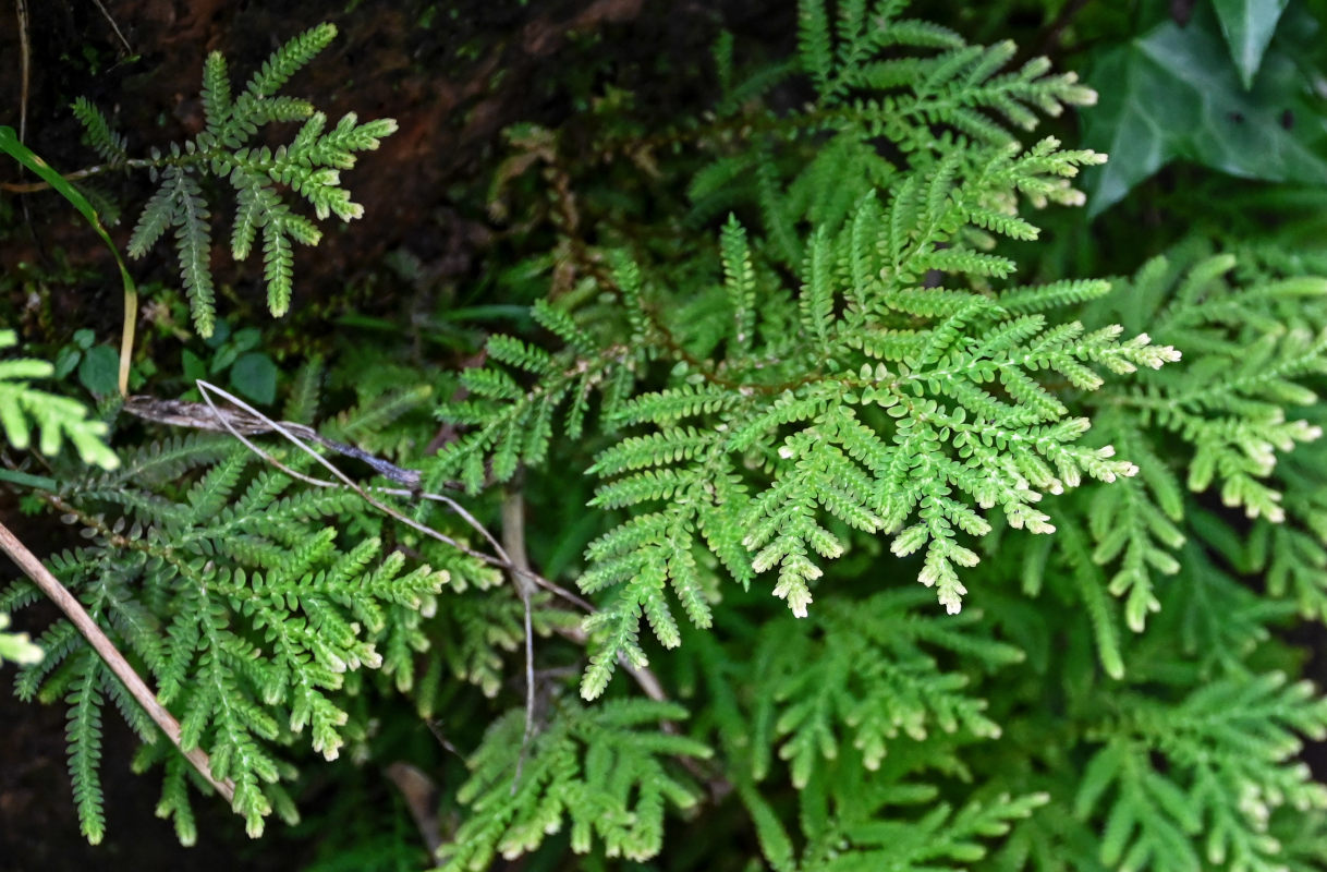 Изображение особи Selaginella uncinata.