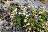 Saxifraga cherlerioides