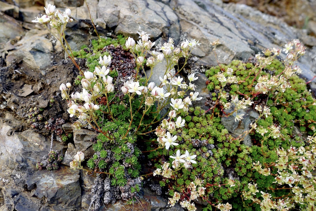 Изображение особи Saxifraga cherlerioides.