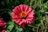 Zinnia elegans. Соцветие. Ярославская обл., г. Ярославль, в культуре. 02.07.2024.