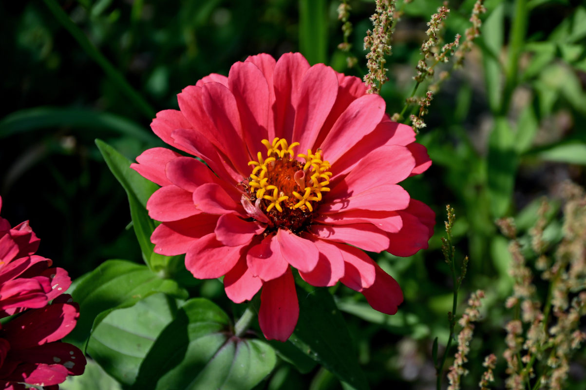 Image of Zinnia elegans specimen.