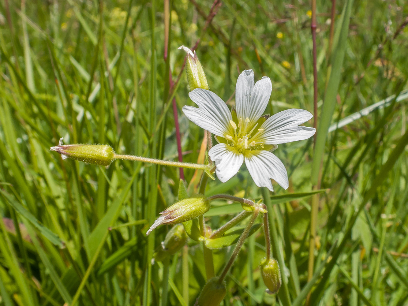 Изображение особи Cerastium purpurascens.