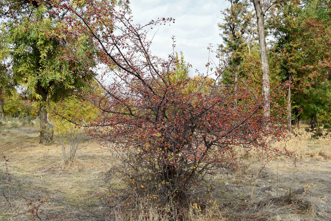 Изображение особи род Crataegus.