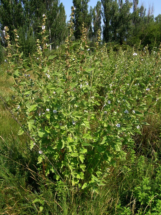 Изображение особи Althaea officinalis.