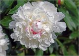 Paeonia lactiflora. Цветок. Московская обл., Раменский р-н, окр. дер. Хрипань, садовый участок. 12.06.2024.