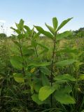 Asclepias syriaca