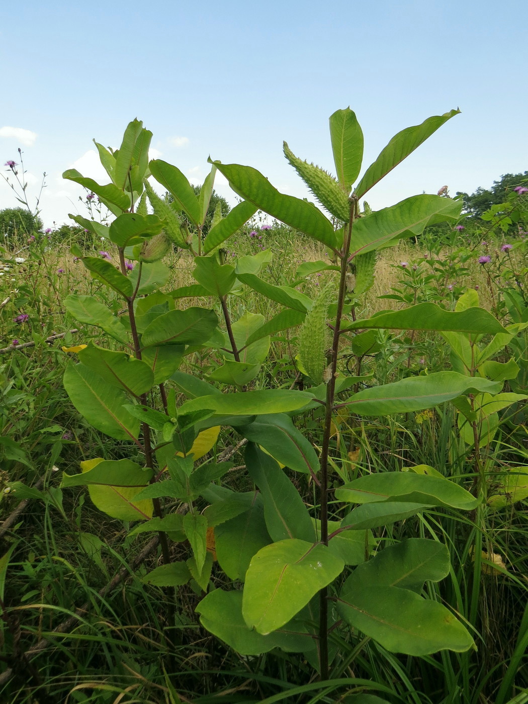 Image of Asclepias syriaca specimen.