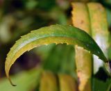 Смотреть изображение Physostegia virginiana