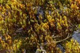 Bryum caespiticium