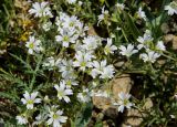 Cerastium arvense