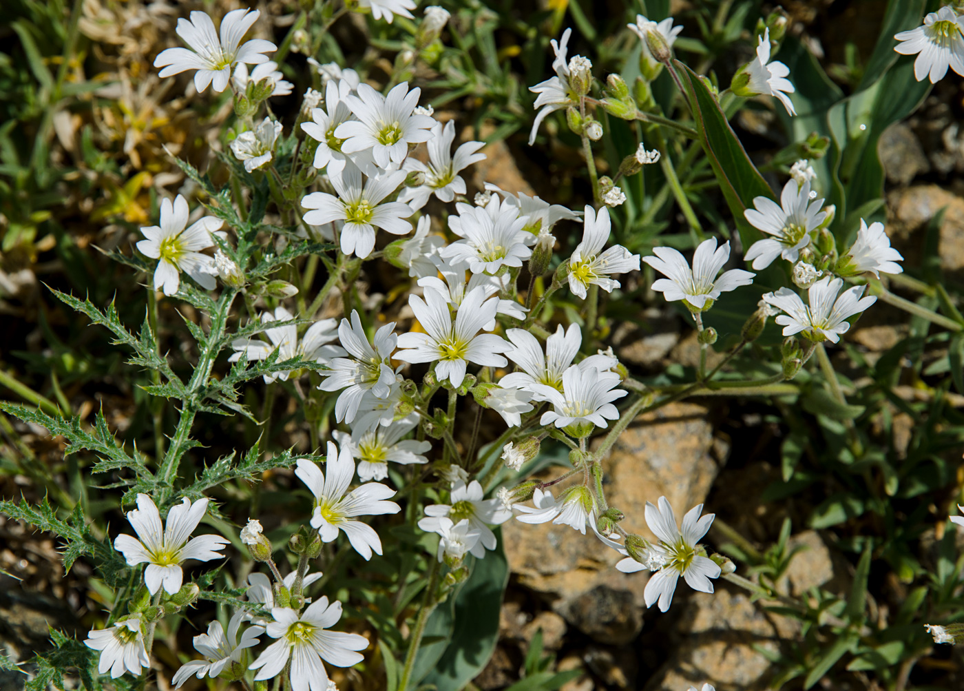 Изображение особи Cerastium arvense.