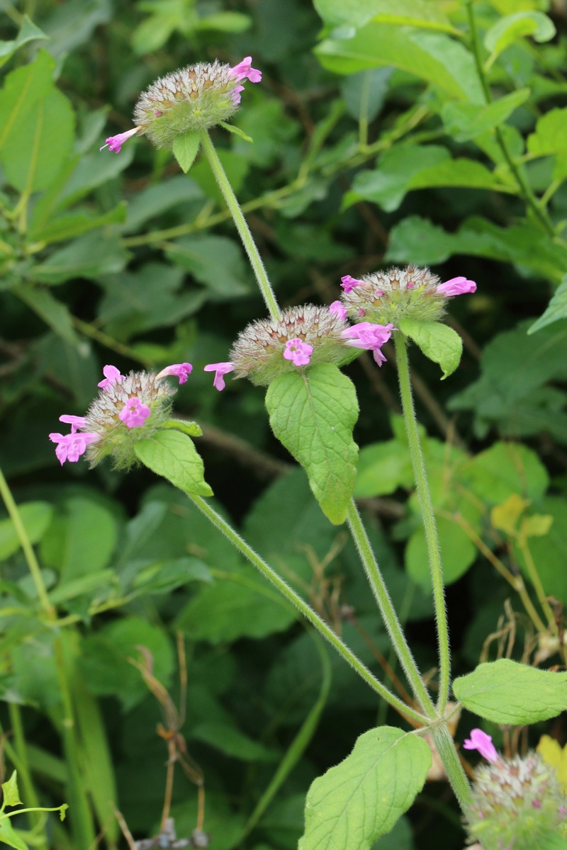 Изображение особи Clinopodium vulgare.