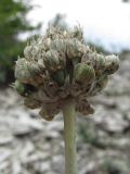 Allium разновидность tepekermensis