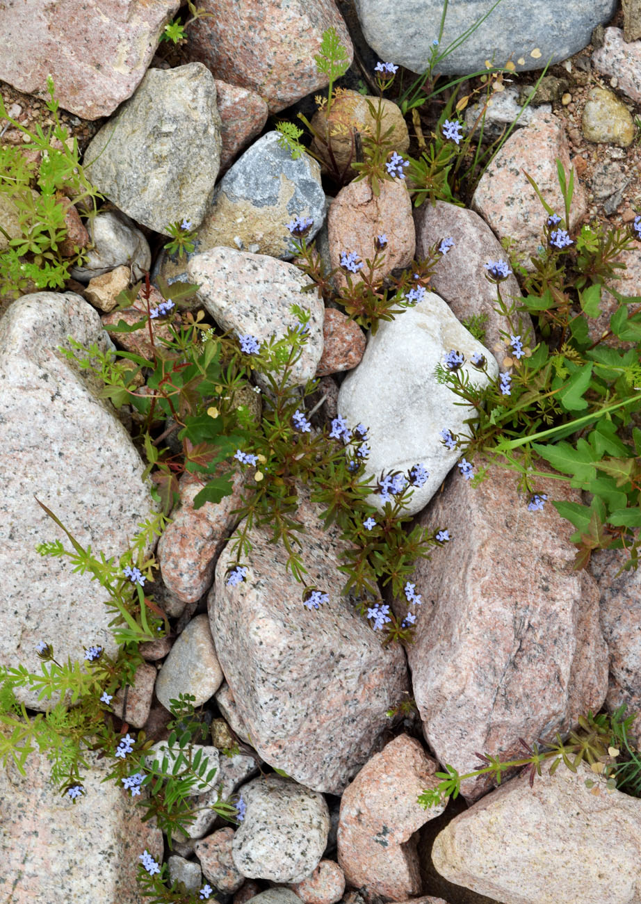 Image of Asperula arvensis specimen.