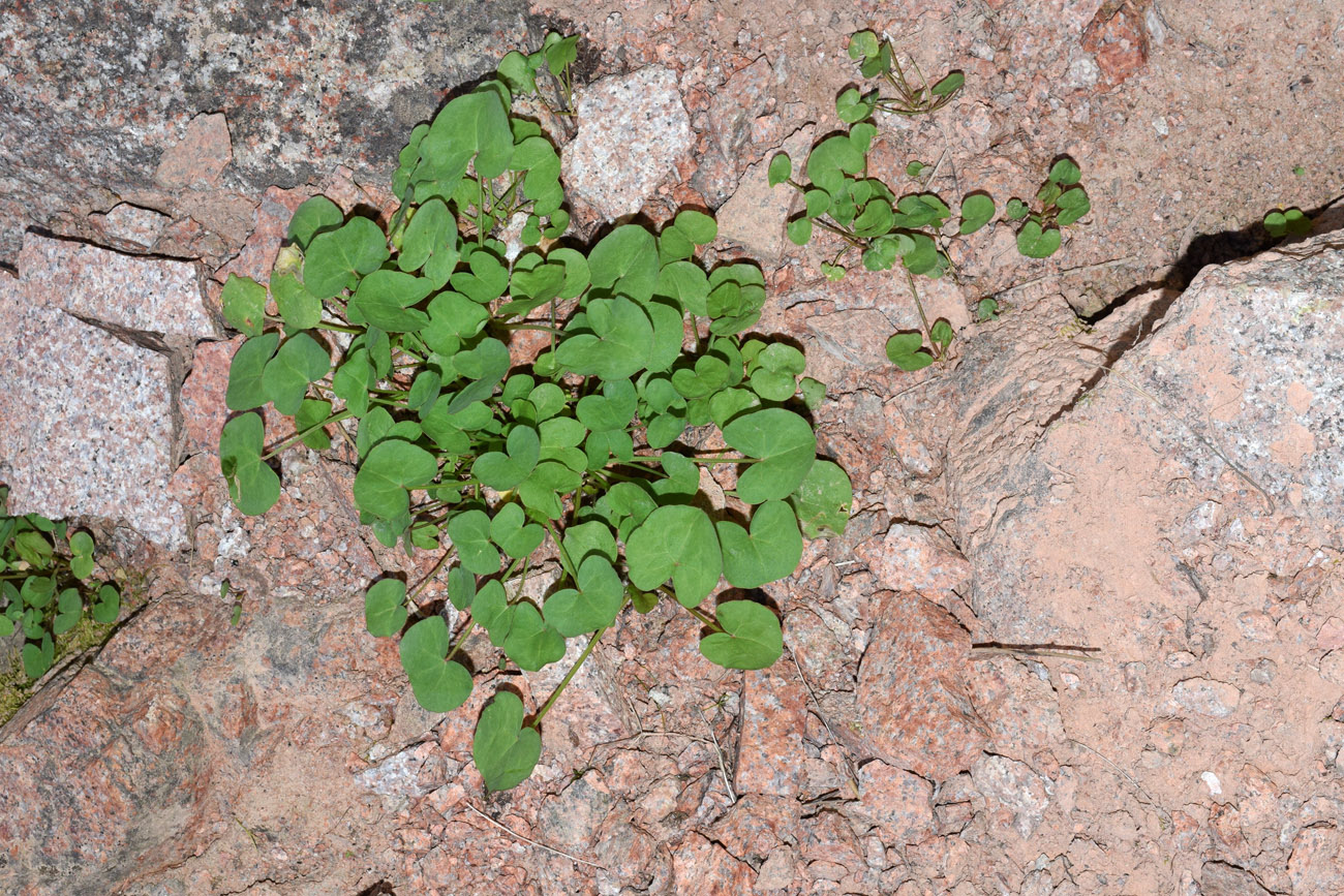 Image of Oxyria digyna specimen.