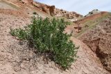 Смотреть изображение Zygophyllum gontscharovii