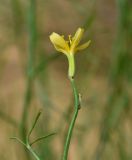 View full-size image Chondrilla ambigua