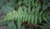 View full-size image Polystichum setiferum