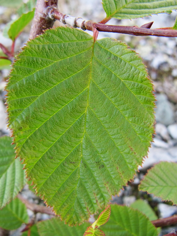 Image of Duschekia fruticosa specimen.