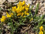 Смотреть изображение Genista scythica
